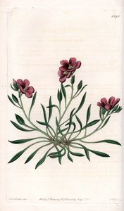 Calandrinia variete, Amerika