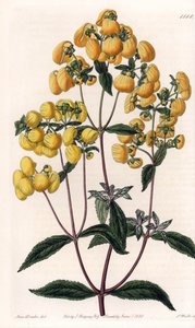 Calceolaire rugosa - Sydenham Edwards Botanik Kaydı