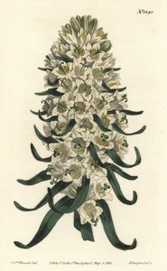 Campanula