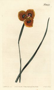 Cape Tulip - Turuncu renkli moraea, Moraea tulbaghensis (Moraea pavonia). William Curtis