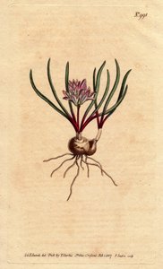 Ampul, ecarlate yaprakları ve soluk pembe çiçek ile Cape sümbül. Cape Sümbül, ampul, kırmızı yapraklar ve soluk pembe çiçeklerle. Polyzena corymbosa (Massonia corymbosa). Sydenham Edwards fr tarafından botanik bir illüstrasyondan elle boyanmış bakır levha  by Sydenham Teast Edwards