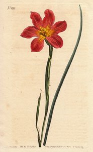 Cape lale, moraea çiçekli saman ve pembe somon içerir. Saman rengi eşit çiçekli moraea, somon pembesi ve sarı Cape Tulip. Homeria collina (Moraea collina). Will