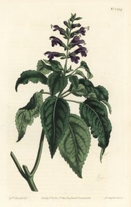 Karayip Adaçayı - Salvia lamiifolia (Mor çiçekli adaçayı, Salvia amoena). William Curtis