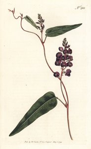 Caulinia bimaculata (Mor glisin, Glycine bimaculata). William Curtis