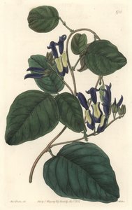 Caulinie noiratre, Avustralya