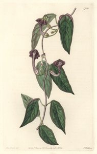 Ceropegia zarif, Hindistan