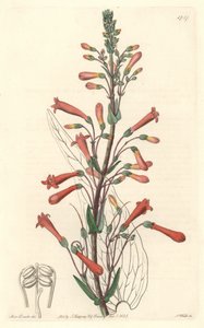 Chelone (veya Galane) Kaliforniya