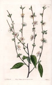 Kiraz ağacı - S.Watts tarafından oyulmuş tahta, Sarah Anne Drake (1803-1857), Sydenham Edwards Botanik Kaydı