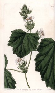 Kestane asması - S.Watts tarafından oyulmuş plaka, Sarah Anne Drake (1803-1857), Sydenham Edwards Botanik Kaydı