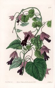 Çin Şapkası - S.Watts tarafından oyulmuş plaka, Sarah Anne Drake (1803-1857), Sydenham Edwards Botanik Kaydı