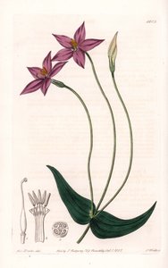 Chironia Variete - S.Watts tarafından oyulmuş plaka, Sarah Anne Drake (1803-1857), Sydenham Edwards Botanik Kaydı