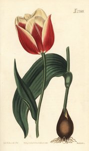 Claramond lale, Tulipa suaveolens var. latifolia. William Curtis