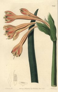 Clinanthus fulvus (Tawny coburgia, Coburgia fulva). Sydenham Edwards