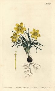 Clockflower, Moraea fugacissima (Dar yapraklı gökada, Galaxia graminea). William Curtis