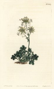 Clusius sinquefoil - Clusius sinquefoil, Potentilla clusiana. William Curtis