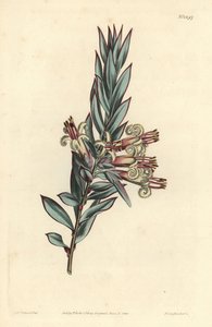 Küme çiçekli styphelia, Styphelia triflora. William Curtis