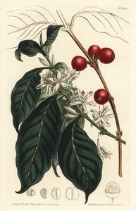 Kahve makinesi Arabica - Kahve ağacı, Coffea Arabica. William Curtis