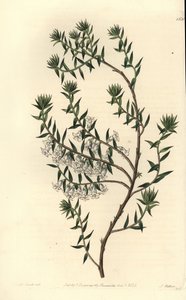 Yaygın sağlık, Epicris impressa (Karlı epacris, Epicris nivalis). Sydenham Edwards