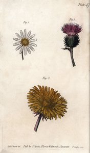 Kompozit çiçekler: hazır paket, eşek devedikeni (veya sahte acanth onopordum) ve karahindiba. Renkli bakır gravür, Sydenham Edwards (1768-1819) tarafından Botanik Konferansları için illüstrasyon, Lambeth Botanik Bahçesi (İngiltere) by Sydenham Teast Edwards