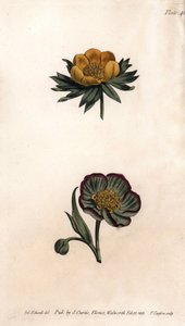 Kış eranth (veya helleborine veya kış aconit) ve hellebore fetid Corolla. Renkli bakır gravür, Sydenham Edwards (1768-1819) tarafından Botanik Konferansları için illüstrasyon, Lambeth Botanik Bahçesi (İngiltere) by Sydenham Teast Edwards