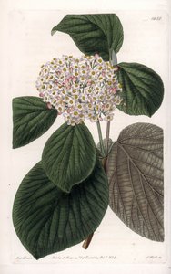 Cotton Viorne - S.Watts tarafından oyulmuş tahta, Sarah Anne Drake (1803-1857), Sydenham Edwards Botanik Kaydı