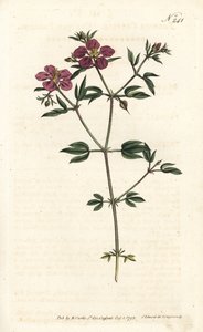 Girit Fagonia - Girit fagonia, Fagonia cretica. Sydenham Edwards rom William Curtis