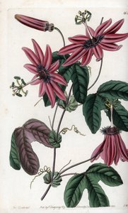 Kızıl Tutku - S.Watts tarafından oyulmuş plaka, Sarah Anne Drake (1803-1857), Sydenham Edwards Botanik Sicilinden (1768-1819), İngiltere by Sydenham Teast Edwards