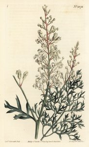 Buruşuk çalı veya solucan otu - Kırışık çalı veya maydanoz eğreltiotu (kükürt-wort yapraklı lomatia), Lomatia silaifolia. William Curtis