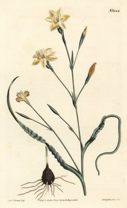 Kıvrılmış yapraklı moraea, Moraea crispa. William Curtis