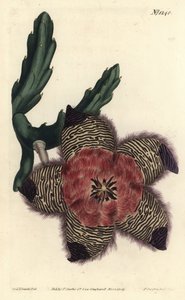 Yastıklı stapelia, Stapelia pulvinata. William Curtis