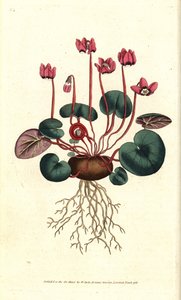 Cyclamen de Cos veya Kafkasya - Yuvarlak yapraklı siklamen, Siklamen coum. William Curtis