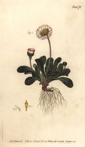 Daisy, Bellis perennis, Polygamia superflua. William Curtis