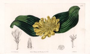 Daubenya Variete - Sydenham Edwards Botanik Sicilinden (1768-1819), İngiltere