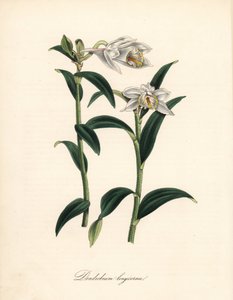 Dendrobium variete - Uzun boynuzlu dendrobium orkide, Dendrobium longicornu. Sydenham Edwards