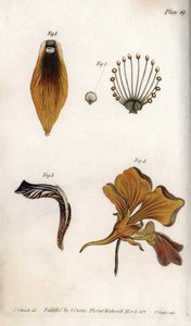 Fritillerin gövdesinin ve tepesinin ayrıntılı açıklaması. Renkli bakır gravür, Sydenham Edwards (1768-1819) tarafından Botanik Konferansları için illüstrasyon, Lambeth Botanik Bahçesi (İngiltere) by Sydenham Teast Edwards