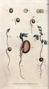 Bezelye tohumu ve fasulyenin farklı çimlenme adımları. Renkli bakır gravür, Sydenham Edwards (1768-1819) tarafından Botanik Konferansları için illüstrasyon, Lambeth Botanik Bahçesi (İngiltere) by Sydenham Teast Edwards