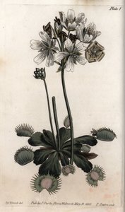 Dionee sinek veya kurt tuzağı yakalar. Renkli bakır gravür, Sydenham Edwards (1768-1819) tarafından Botanik Konferansları için illüstrasyon, Lambeth Botanik Bahçesi (İngiltere) by Sydenham Teast Edwards