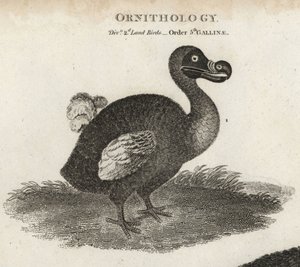Dodo, Raphus cucullatus, soyu tükenmiş uçamayan kuş. Abraham Rees