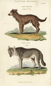 Köpek ve Kurt - Çoban köpeği, Canis familyis ve kurt, Canis lupus. John Mason Good