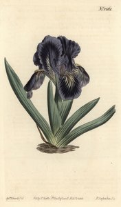 Cüce İris - İris x binata (Mor-mavi cüce bayrağı, İris pumila var. violacea). William Curtis