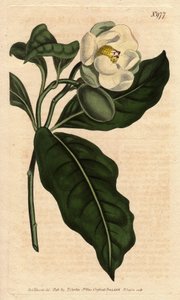 Cjine ve Java'ya özgü beyaz çiçekli cüce manolya. Beyaz çiçekli cüce manolya, Çin ve Java'nın yerlisi. Manolya koko (Manolya pumila). William Cu'dan Sydenham Edwards'ın botanik bir illüstrasyonundan elle boyanmış bakır levha gravürü by Sydenham Teast Edwards