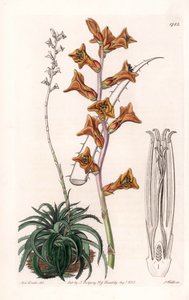 Dyckia, portakal çiçekli etli bitki, Brezilya