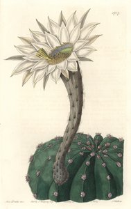 Echinocactus eyriesii, çiçekli kaktüs, Meksika