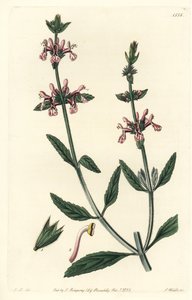 Epiary - Beyaz saplı stachys, Stachys albicaulis. Sydenham Edwards