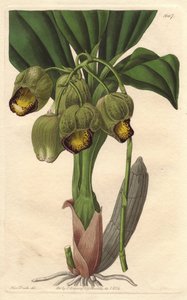 Epifitik orkide, soluk sarı catasetum, Brezilya