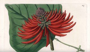 Erythrina variete, tropikal kırmızı çiçek ağacı - S. Watts tarafından oyulmuş, Sarah Anne Drake (1803-1857), Sydenham Edwards Botanik Kaydı