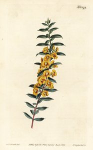 Eutaxia myrtifolia (Çapraz yapraklı dereotu, Dillwynia obovata). William Curtis