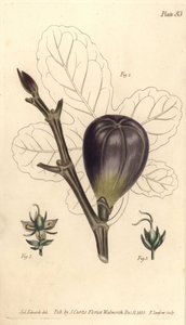 İncir, Ficus carica, Trioecia ile hermafrodit, erkek 2 ve dişi 3 çiçekler ayrı ayrı büyüyor. William Curtis
