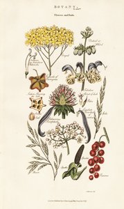 Çiçek ve Meyve Aranjmanları by Sydenham Teast Edwards