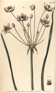 Çiçeklenme acelesi, Butomus umbellatus, Hexagynia, hermafrodit çiçek 1 ve pistilla 2. Botanik Bahçesi